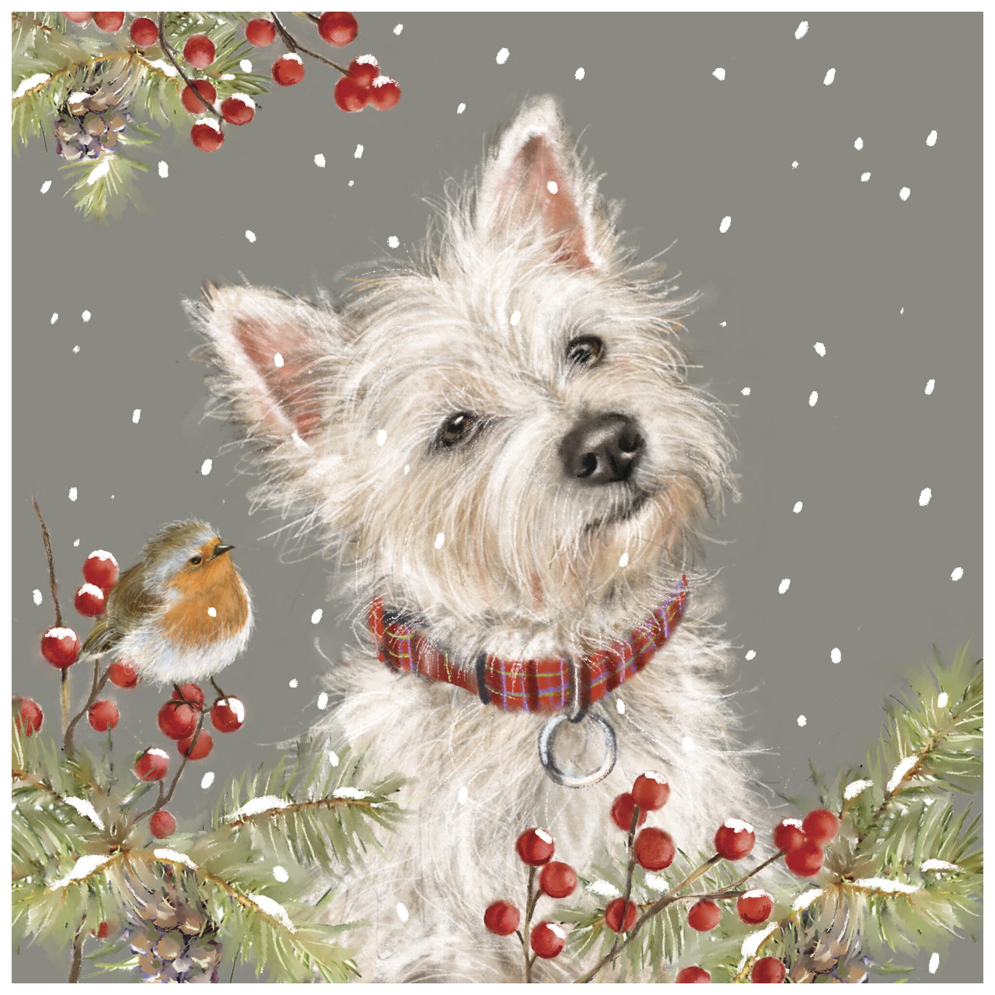 Bobby the Westie 10 Christmas Cards – Cancer Research UK