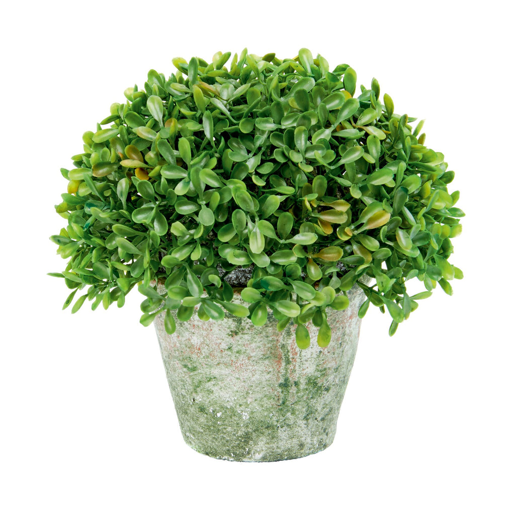 Premier Artificial Potted Boxwood Plant