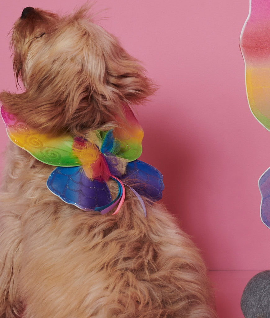 Race for Life Rainbow Dog Wings