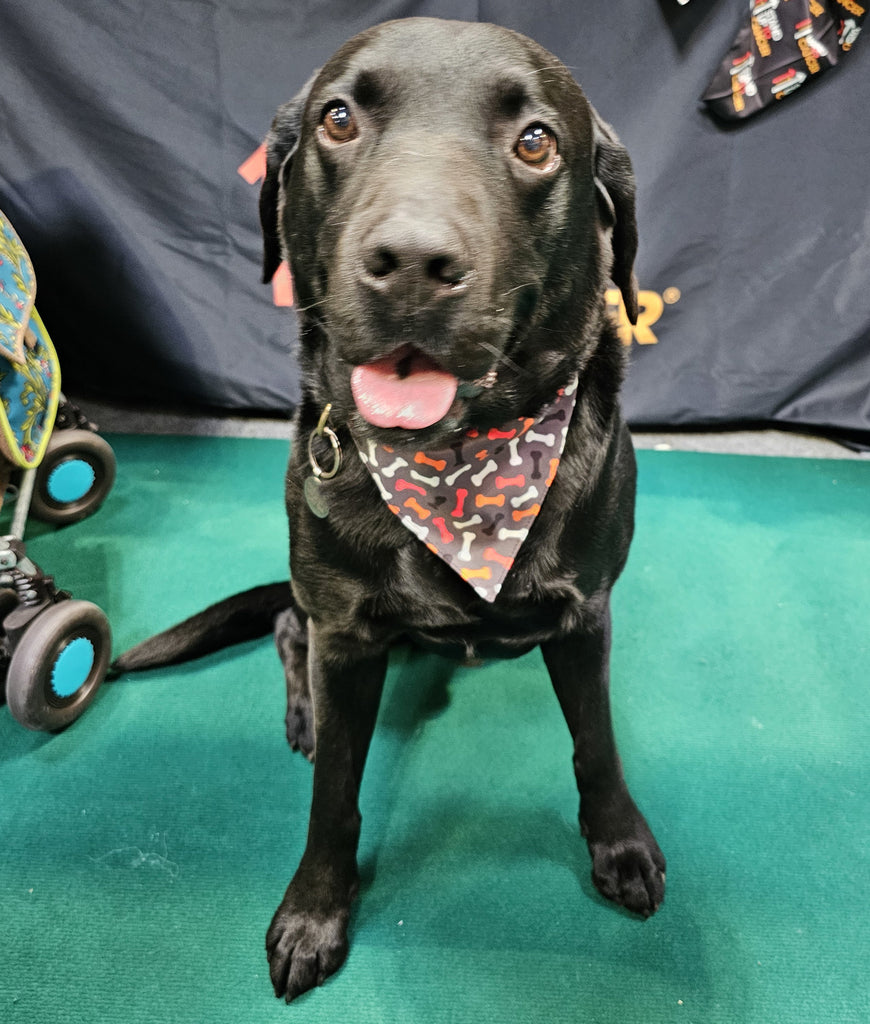 Stand Up To Cancer Dog Bandana