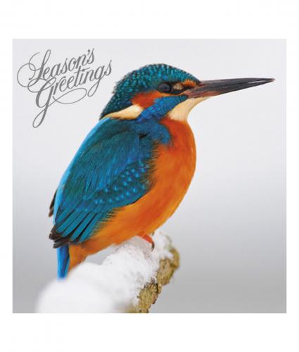 christmas kingfisher cancer research uk christmas card 