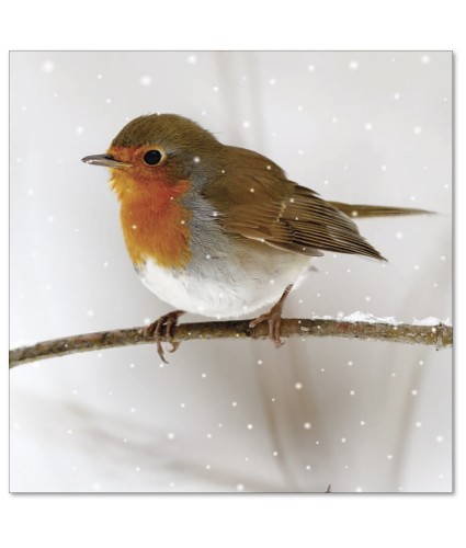 Friendly Robin Christmas Cards - Pack of 10