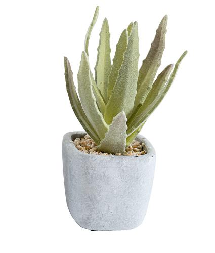 Mini Assorted Cactus Pot