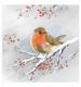 Robin on a Branch Christmas Cards - Pack of 10