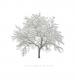Frosty Tree Christmas Cards - Pack of 10