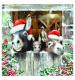 Donkey Trio Welsh Bilingual Christmas Cards - Pack of 10