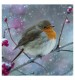 Rotund Robin Christmas Cards 