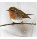 Friendly Robin Christmas Cards - Pack of 10