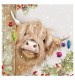 Angus Adorned 10 Christmas Cards