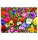 Floral Explosion 1000-Piece Jigsaw Puzzle