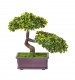 Premier 23cm Artificial Boxwood Bonsai Tree