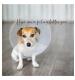Cone of Shame Get Well Greetings Card
