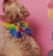 Race for Life Rainbow Dog Wings
