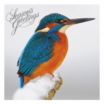 christmas kingfisher cancer research uk christmas card 