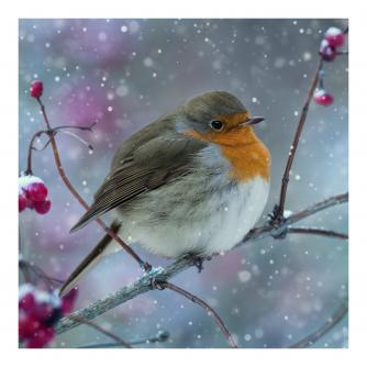Rotund Robin Christmas Cards - Pack of 20