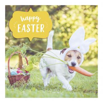 Bunny's Treats Easter Cards - Pack of 6